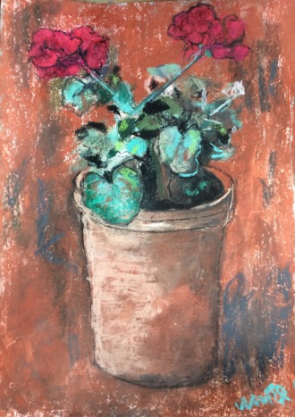 Герании цветы