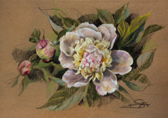 Одичавший пион.