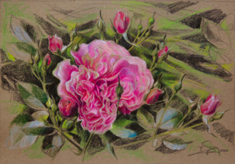 Первая роза.