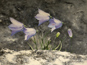 Картина колокольчики  