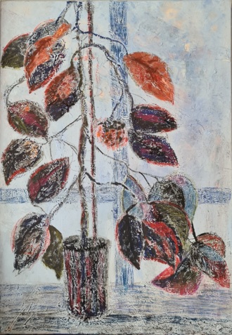 Старая бегония