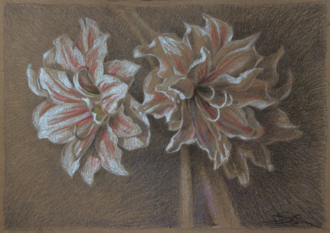 Гиппеаструм.