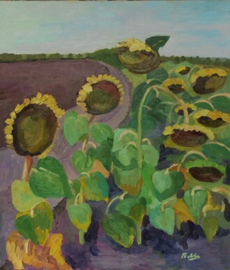 Спелые подсолнухи