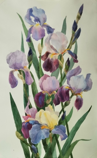 Ирисы 