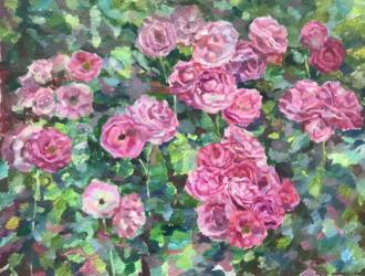 розовые кусты