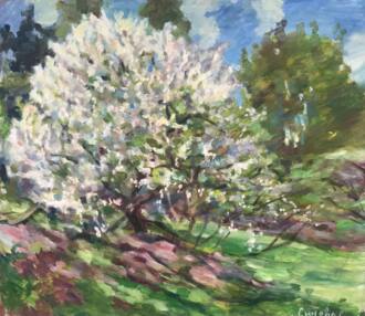 Слива цветет