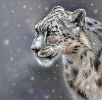 Снежный барс