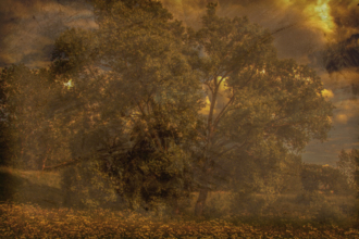 А Н А С Т А С И С. Дерево.