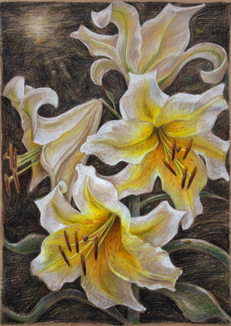 Королевские лилии.