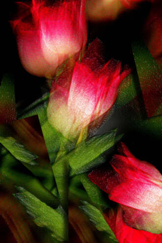 Каменный цветок