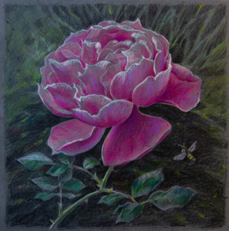 Таинственная роза. 