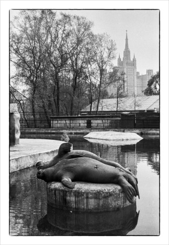 Морские львы отдыхают