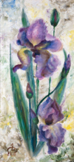Ирисы