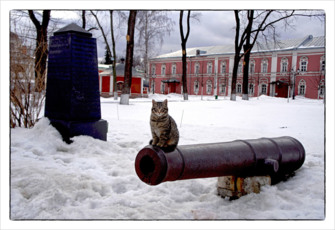 Кот, сидящий на стволе старинной пушки