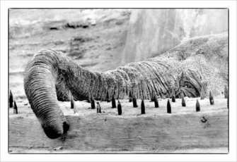 Печальный слон