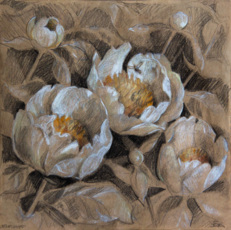 Белые пионы.